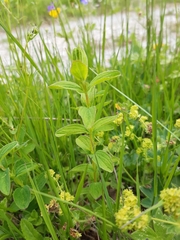 Cruciata laevipes