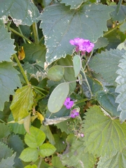 Lunaria annua