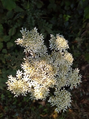 Heracleum sphondylium