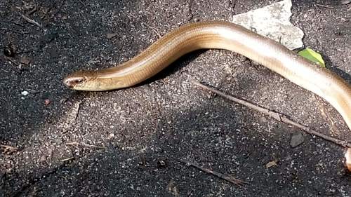 Eastern Slowworm, Tsentral'nyy Rayon, Voronezh, Voronezh Oblast, Russia, photo 9 of 10