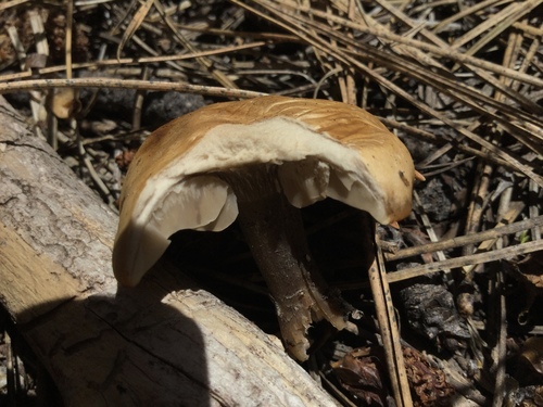 iNaturalist observation photo of Common Gilled Mushrooms and Allies