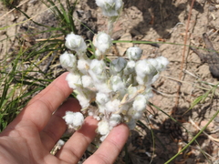 Bombycilaena discolor