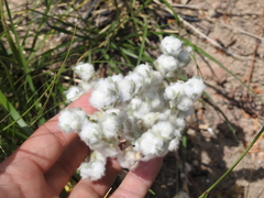Bombycilaena discolor