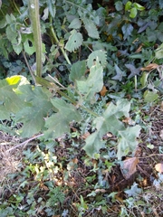 Heracleum sphondylium