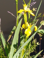 Iris pseudacorus