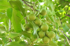 Citrus × aurantiifolia