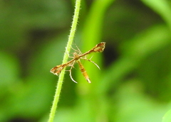 Xyroptila oenophanes