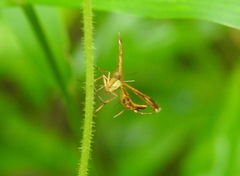 Xyroptila oenophanes