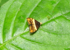 Choreutis argoxantha