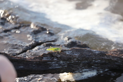 Rhynchomitra microrhina