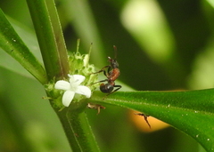 Stictoponera bicolor
