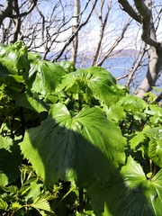 Parasenecio kamtschaticus