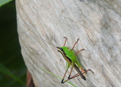 Conocephalus melaenus