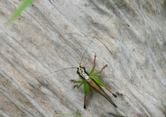 Conocephalus melaenus