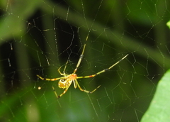 Araneae
