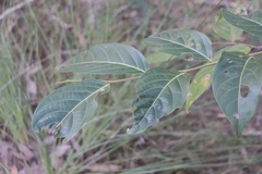 Glochidion sumatranum