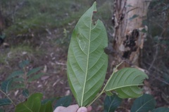 Glochidion sumatranum