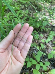 Melica smithii