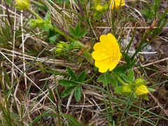 Potentilla aurea