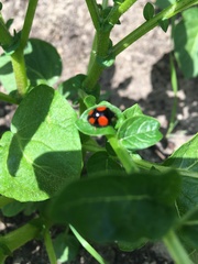 Harmonia axyridis