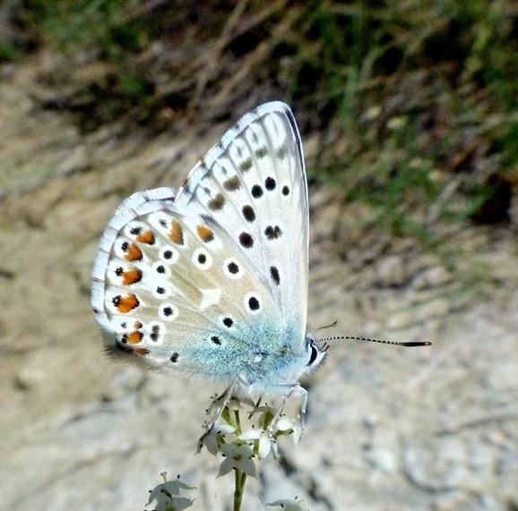 Provence Chalkhill Blue