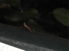 Orthopagus splendens