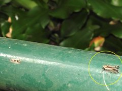 Orthopagus splendens