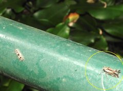 Orthopagus splendens