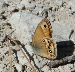 Coenonympha dorus