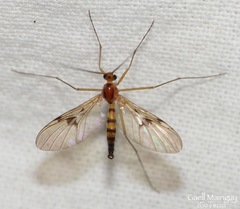 Macrocera centralis