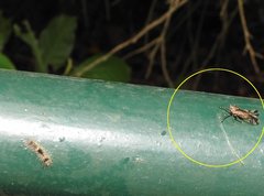 Orthopagus splendens