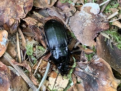 Abax parallelepipedus