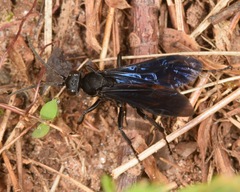 Calopompilus validus