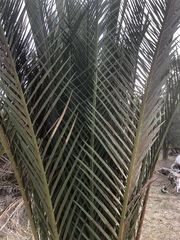 Macrozamia fraseri