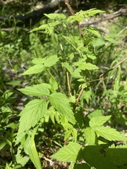 Rubus idaeus strigosus