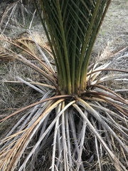 Macrozamia fraseri