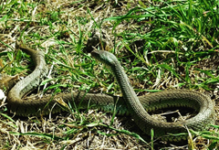 Natrix helvetica sicula