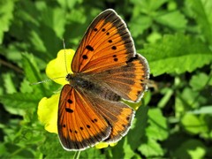 Lycaena dispar