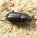 Harpalus froelichii - Photo no hay derechos reservados, subido por Иван Пристрем