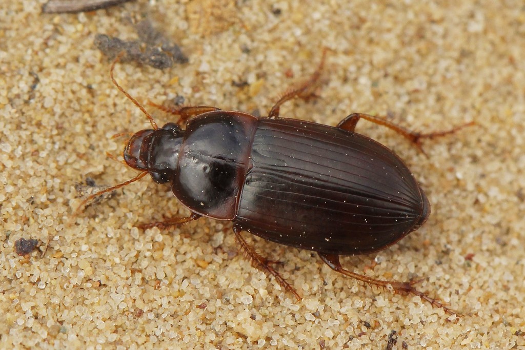Harpalus servus