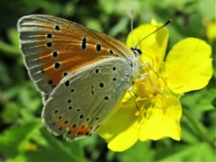 Lycaena dispar