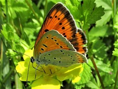 Lycaena dispar