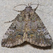 Eubolina Moth - Photo (c) David G. Barker, some rights reserved (CC BY-NC), uploaded by David G. Barker