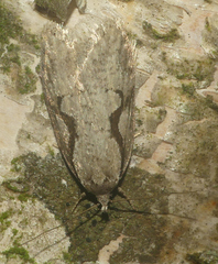 Semioscopis packardella