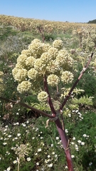 Angelica archangelica