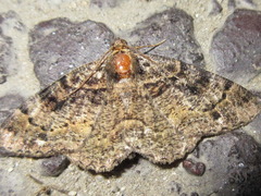 Parectropis nigrosparsa
