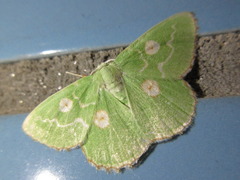 Thetidia albocostaria