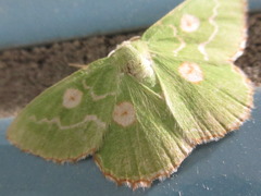 Thetidia albocostaria