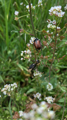 Phyllopertha horticola