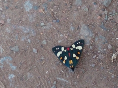 Callimorpha dominula